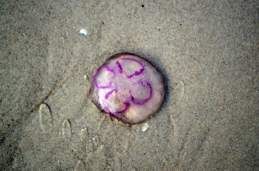 amrum_007.jpg wird geladen