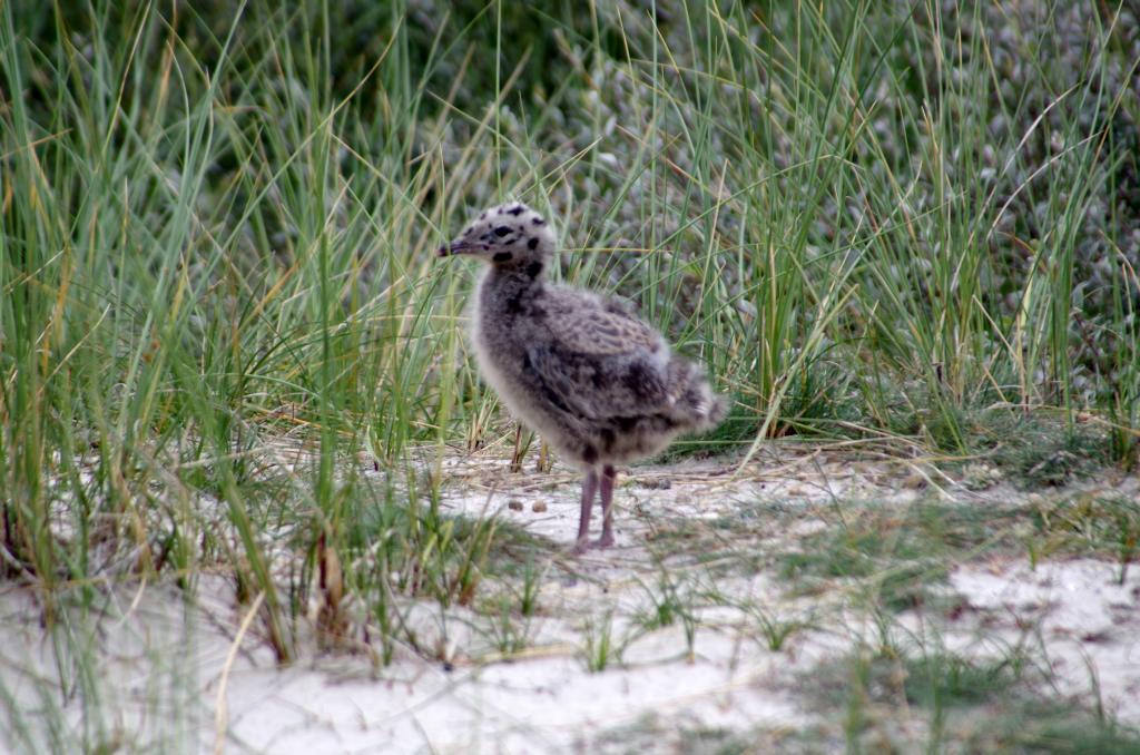 amrum_010.jpg wird geladen