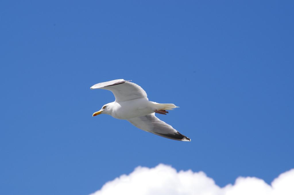 amrum_015.jpg wird geladen