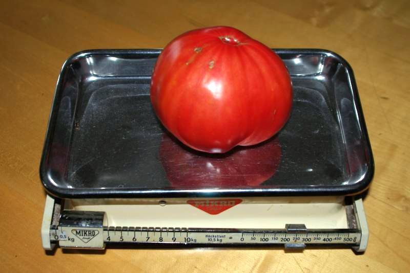 familientomate 04.jpg wird geladen
