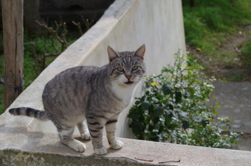 kater.jpg wird geladen